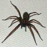 giant-house-spider